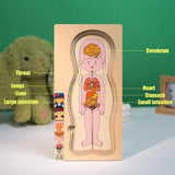 Multi-Layer Children’s Body Structure Puzzle Toys for Boys Girls Educational Kids Intelligence Toy Bright Colors and Cartoon Patterns